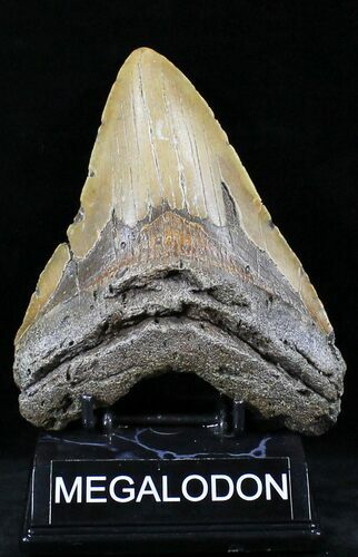 Huge Megalodon Tooth - North Carolina #26478